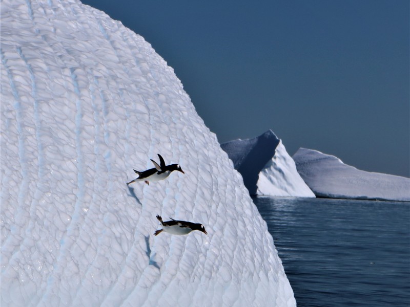 Les manchots plongeurs ! antarctique