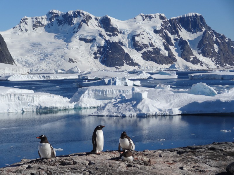 Pingouins antarctique © yvan estienne